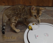 2021-01-09-11-semaines-HenriCat-chaton-bengal-7