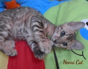 2021-01-17-3-mois-HenriCat-chaton-bengal-3