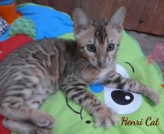 2021-01-17-3-mois-HenriCat-chaton-bengal-5