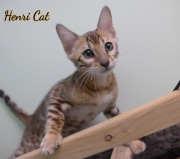 2021-01-17-3-mois-HenriCat-chaton-bengal-6