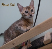 2021-01-17-3-mois-HenriCat-chaton-bengal-7