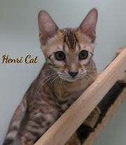 2021-01-29-3-mois-HenriCat-chaton-bengal-1