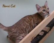 2021-01-29-3-mois-HenriCat-chaton-bengal-3