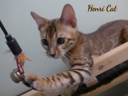 2021-01-29-3-mois-HenriCat-chaton-bengal-4