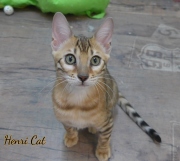 2021-01-29-3-mois-HenriCat-chaton-bengal-5