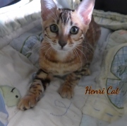 2021-02-06-14-semaines-HenriCat-chaton-bengal-1