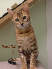 2021-02-06-14-semaines-HenriCat-chaton-bengal-2