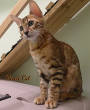 2021-02-06-14-semaines-HenriCat-chaton-bengal-3