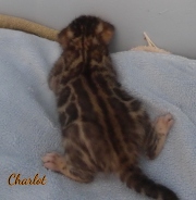 2020-08-20-Charlot-chat-bengal-de-2-semaines-1