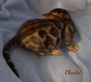 2020-08-20-Charlot-chat-bengal-de-2-semaines-2