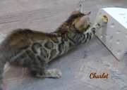 2020-10-02-2-mois-Charlot-chat-bengal-1