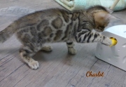 2020-10-02-2-mois-Charlot-chat-bengal-2