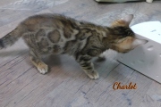 2020-10-02-2-mois-Charlot-chat-bengal-3