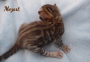 1_2020-12-16-17-jours-Mozart-chaton-bengal-2