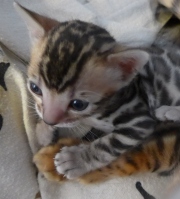 2020-12-24-25-jours-Mozart-chaton-bengal-1