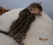 2020-12-24-25-jours-Mozart-chaton-bengal-2