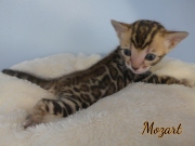 2020-12-24-25-jours-Mozart-chaton-bengal-3