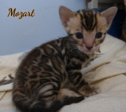 2020-12-24-25-jours-Mozart-chaton-bengal-5