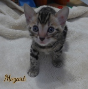 2021-01-09-6-semaines-Mozart-chaton-bengal-1