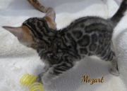 2021-01-09-6-semaines-Mozart-chaton-bengal-2