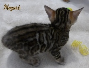 2021-01-09-6-semaines-Mozart-chaton-bengal-3