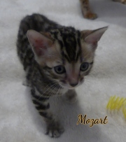 2021-01-09-6-semaines-Mozart-chaton-bengal-4