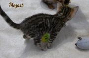 2021-01-09-6-semaines-Mozart-chaton-bengal-5