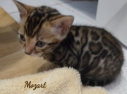 2021-01-09-6-semaines-Mozart-chaton-bengal-6