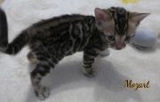 2021-01-09-6-semaines-Mozart-chaton-bengal-7