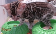 2021-01-17-7-semaines-Mozart-chaton-bengal-1