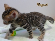 2021-01-17-7-semaines-Mozart-chaton-bengal-2