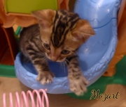 2021-01-17-7-semaines-Mozart-chaton-bengal-3