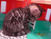 2021-01-17-7-semaines-Mozart-chaton-bengal-4