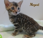 2021-01-17-7-semaines-Mozart-chaton-bengal-5