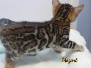 2021-01-17-7-semaines-Mozart-chaton-bengal-6