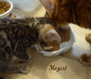 2021-01-17-7-semaines-Mozart-chaton-bengal-7