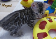 2021-01-29-2-mois-Mozart-chaton-bengal-2