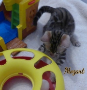 2021-01-29-2-mois-Mozart-chaton-bengal-3