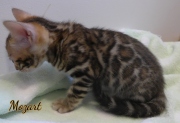 2021-01-29-2-mois-Mozart-chaton-bengal-4