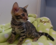 2021-01-29-2-mois-Mozart-chaton-bengal-5