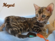 2021-02-06-10-semaines-Mozart-chaton-bengal