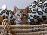 Chat-bengal-CURLY 2016-03-08 (1)