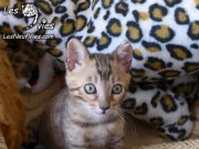 Chat-bengal-CURLY 2016-03-08 (2)