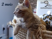 Chat-bengal-CURLY 2016-03-08 (3)
