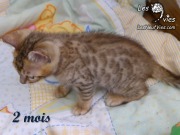 Chat-bengal-CURLY 2016-03-08 (5)