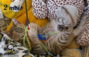 Chat-bengal-CURLY 2016-03-08 (6)