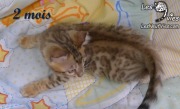 Chat-bengal-CURLY 2016-03-08 (7)
