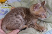 Chat-bengal-Curly 2016-02-27 (1)