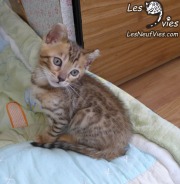 Chat-bengal-Curly 2016-02-27 (2)