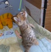Chat-bengal-Curly 2016-02-27 (3)